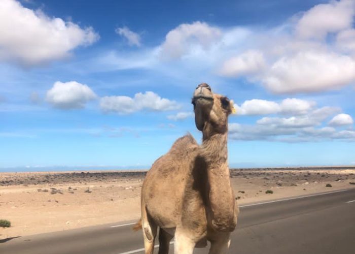 Encuentro con un camello salvaje en una carretera sin tráfico cercana al desierto de Marruecos