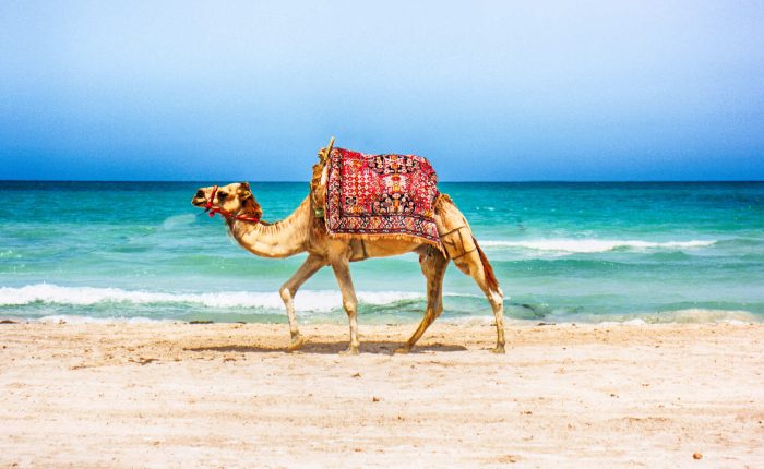 Dromedario en la playa Essaouira viaje a medida niños pequeños morocco indigo tours