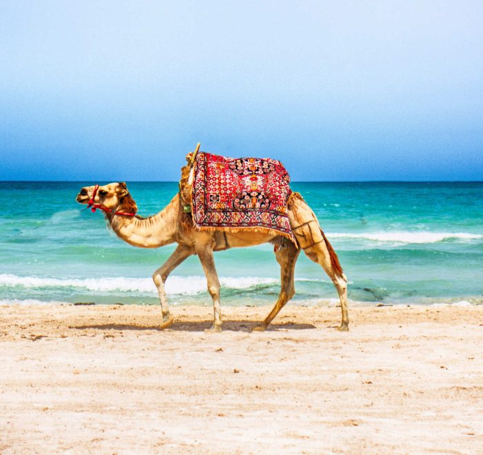 Dromedario en la playa Essaouira viaje a medida niños pequeños morocco indigo tours